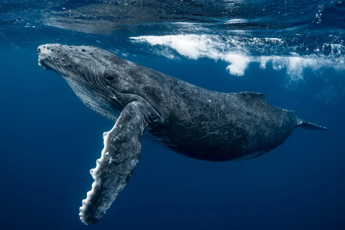 These Whale Calls Appear to Break Physics, but the Truth Is Even Weirder