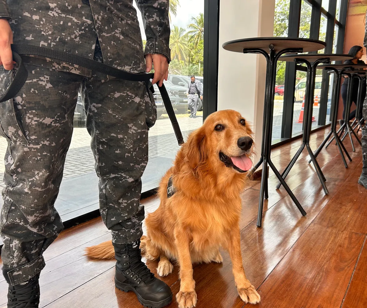 Cães são peças-chave para operações policiais complexas; entenda treinamento