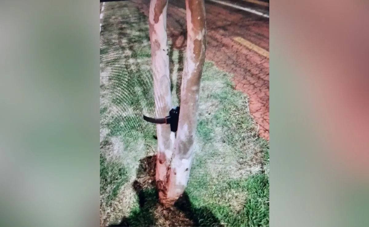 Planta criminosa? Tornozeleira eletrônica é encontrada pendurada em árvore em Toledo