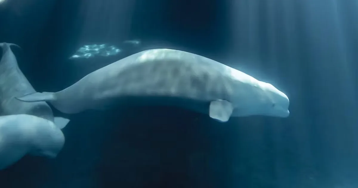 Murió Peekachu, una de las ballenas belugas rescatadas de un parque acuático de Canadá