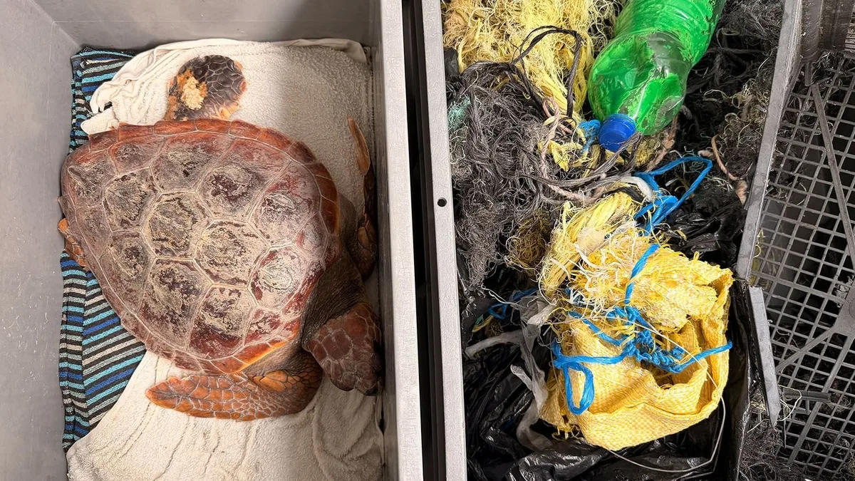 Atenas, la tortuga marina enganchada a más de tres kilos de basura que fue rescatada por un centro de recuperación de Barcelona