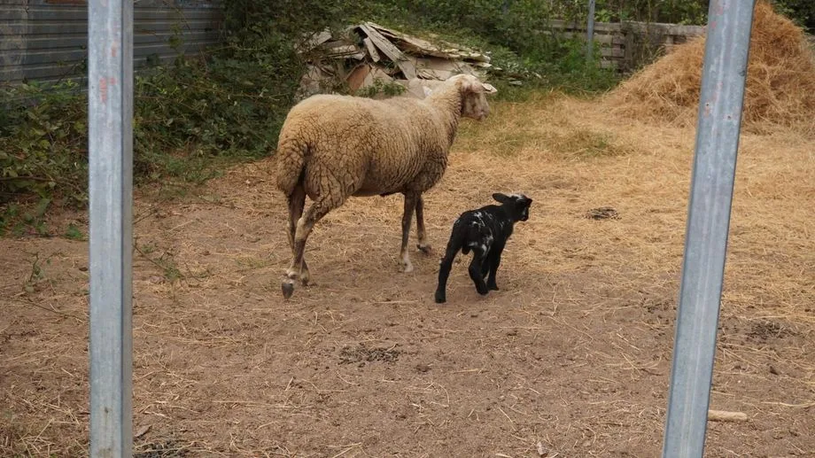 Une éleveuse de moutons porte plainte après s'être fait voler tout son troupeau en Dordogne