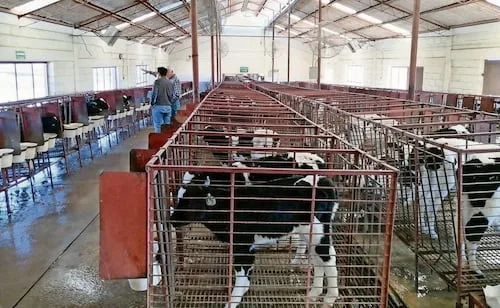 Gusano barrenador pone en incertidumbre a ganaderos de Chihuahua