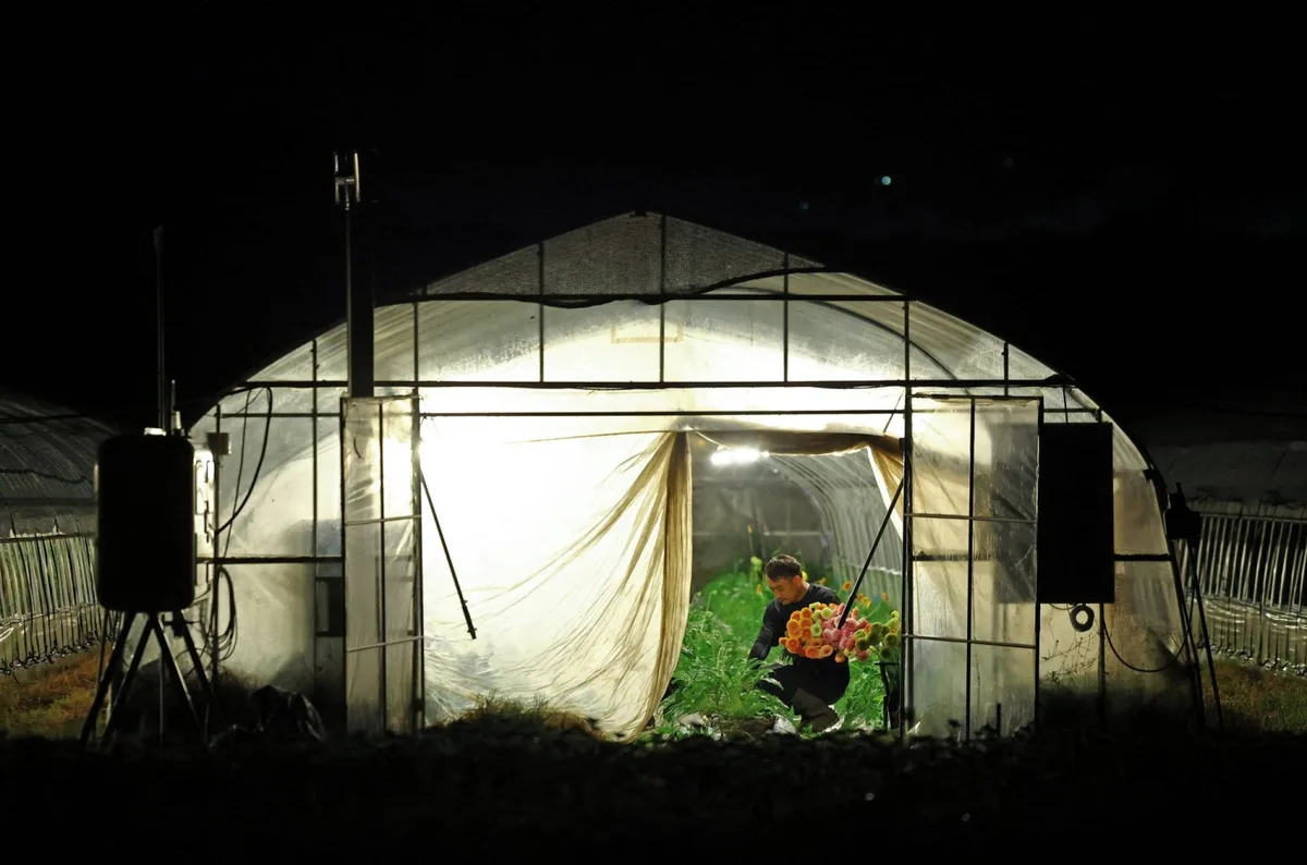 Deadly heat pushes Japan’s farmers to go nocturnal