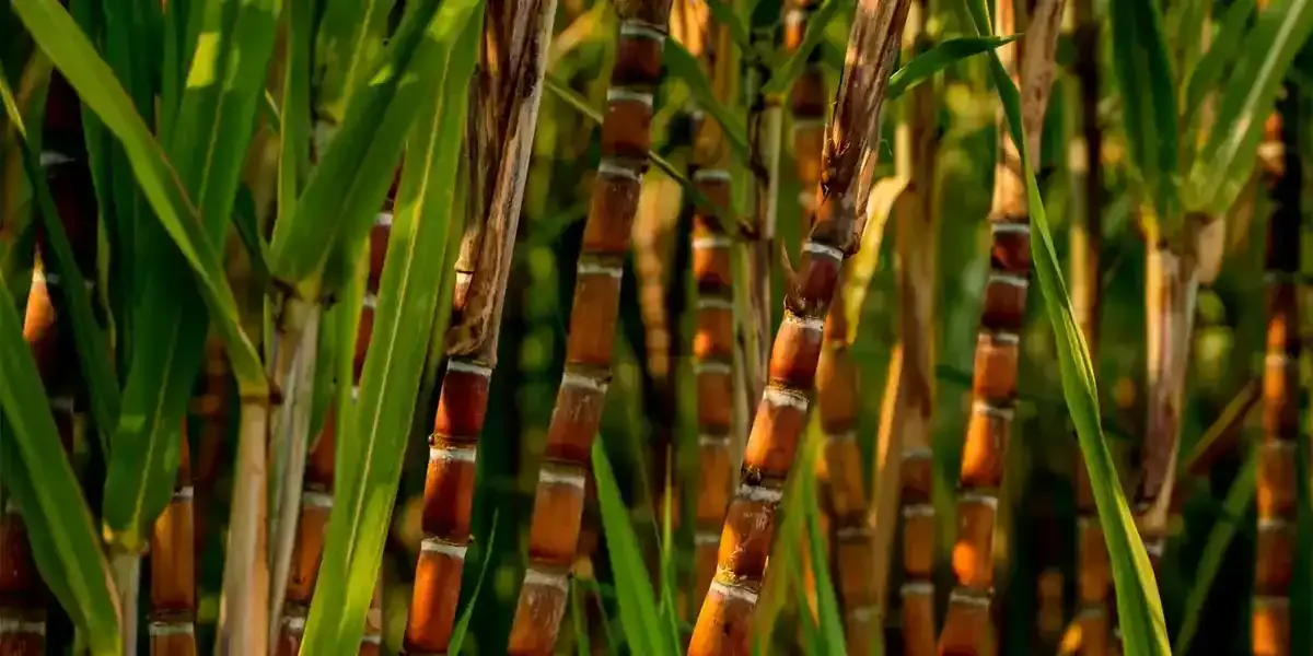 Produção de cana deve crescer 7,9% no Norte na safra 2026/27