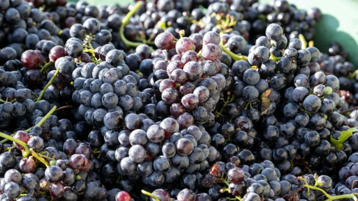Aus Rotweinfass verschwunden: Unbekannte stehlen tausende Liter Maische von Weingut