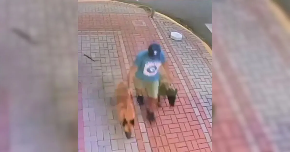 Tutor de cães que mataram Basset em Apucarana pode responder por três crimes, diz promotora
