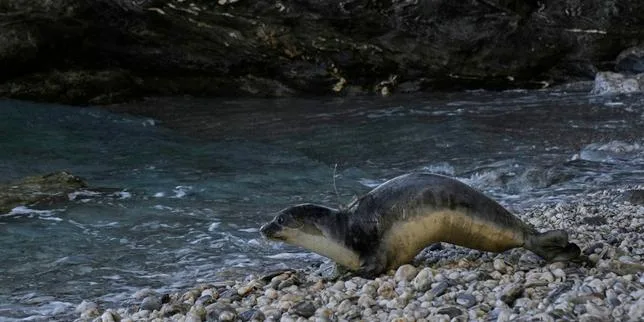 En Grèce, l’île-prison de Gyaros est devenue un havre de biodiversité