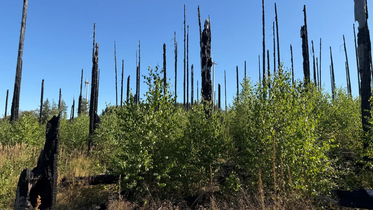 Naturwaldreservat Zackenbruch: Wie neues Leben nach Waldbränden entsteht