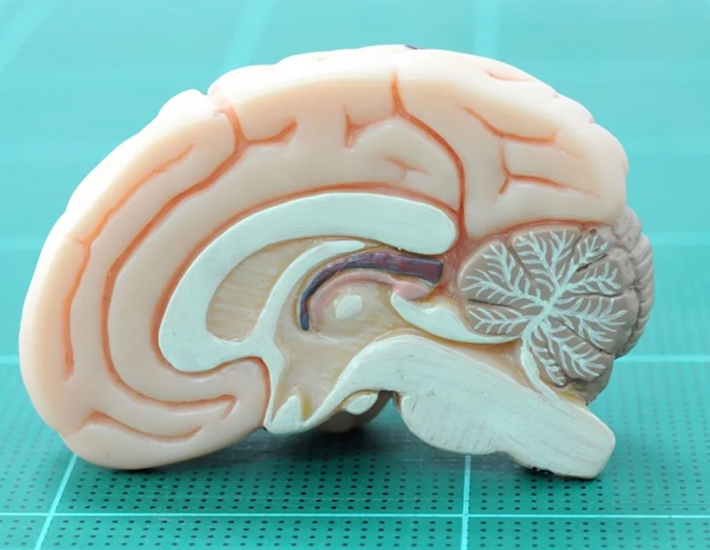 La ciencia relaciona el trauma infantil con los cerebros adultos que disfrutan menos. La sorpresa es dónde se escondía la explicación