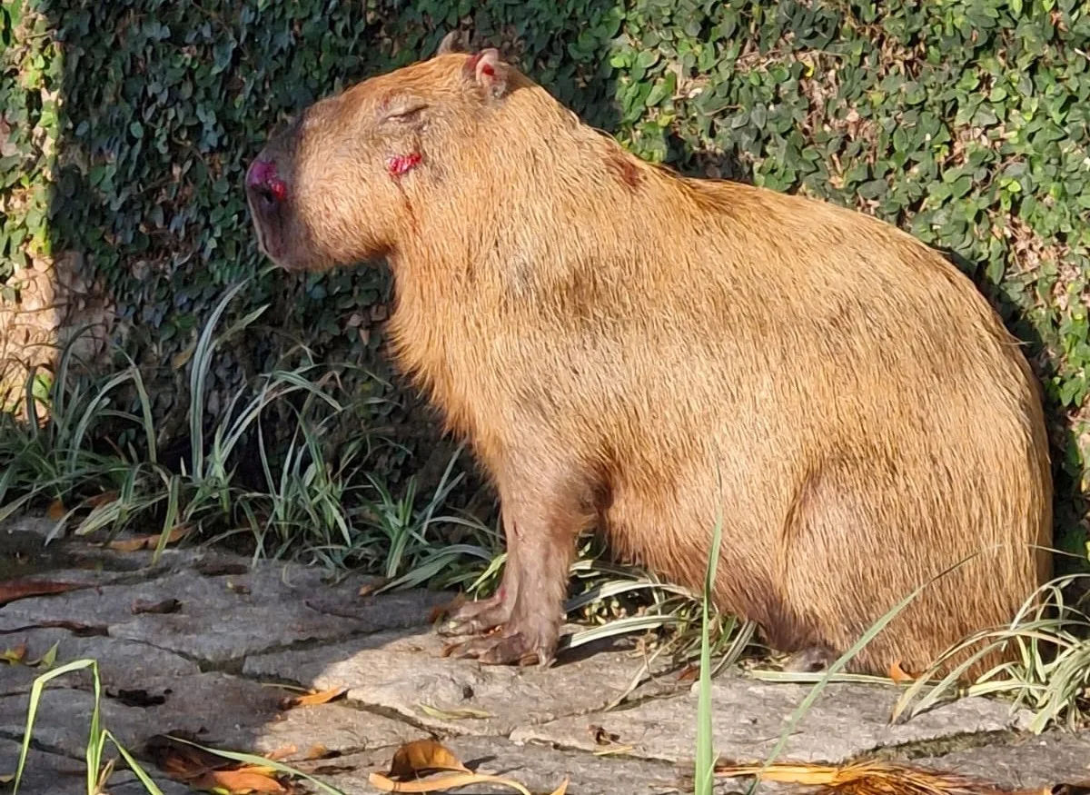 Julgamento de grupo que espancou capivara no Rio começa nesta segunda