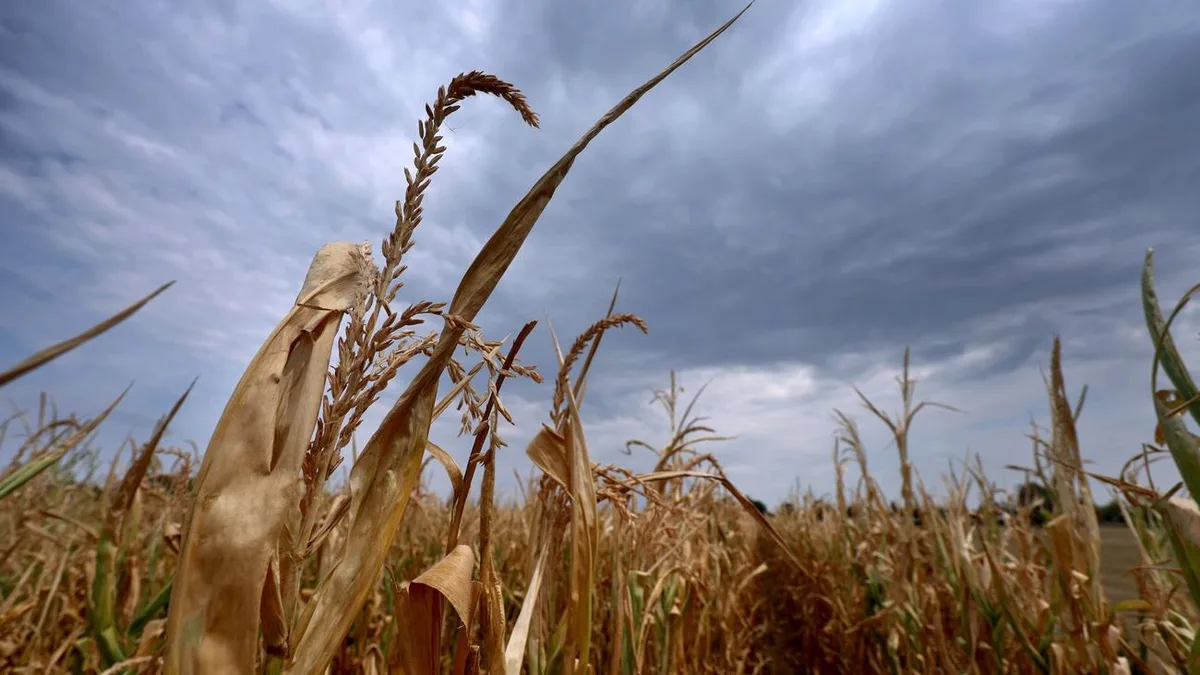 Wettervorhersage für Bayern: Wo kommt der erlösende Regen?