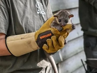 EN IMAGES. « On n’a jamais eu autant de bébés à l’automne » : des naissances exceptionnelles au Spaycific’zoo