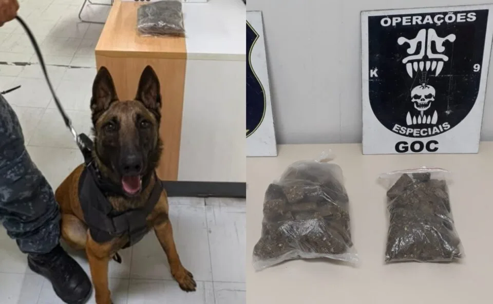 Cão em fase de treinamento acha 1,5kg de maconha na Praça Carlos Gomes em primeiro dia na rua