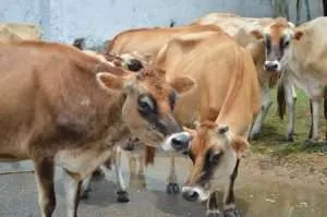 Más de 2.000 productores agropecuarios serán censados en Miranda