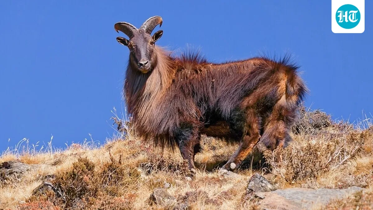 In 1904, a British duke sent six Himalayan tahr to New Zealand for hunting; five survived, and the population later grew to tens of thousands