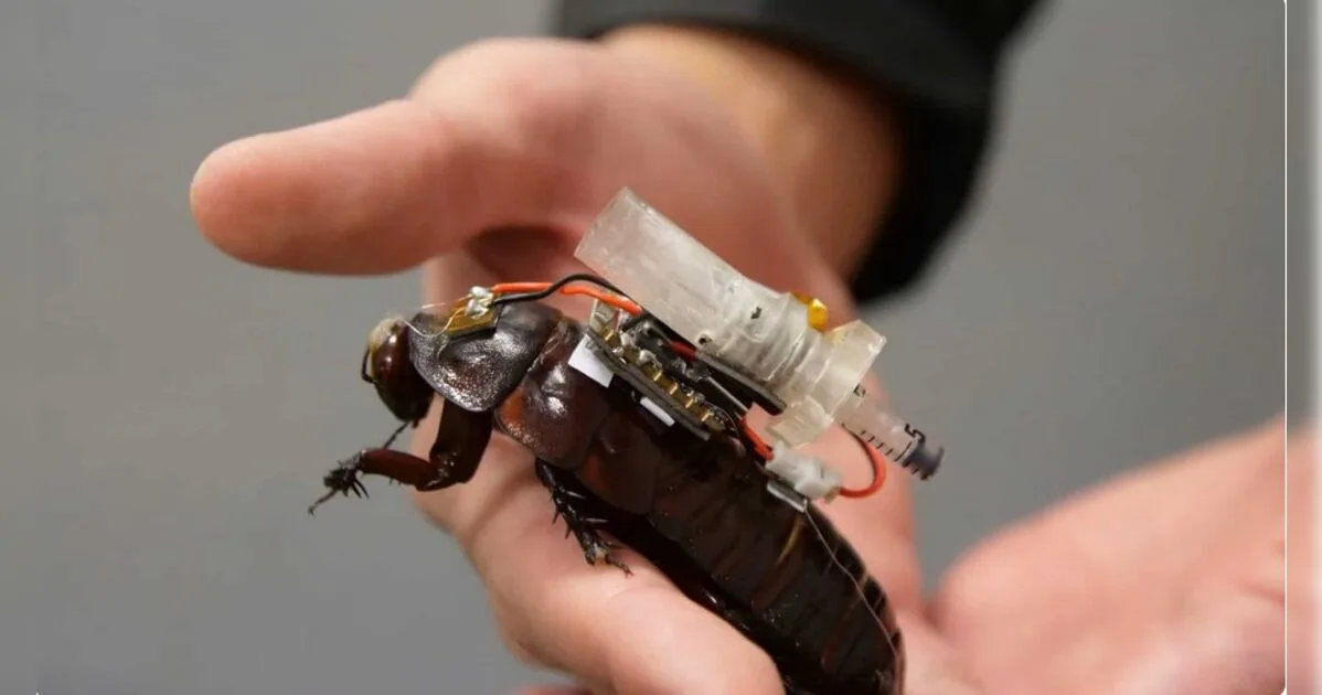 Cientistas criam "baratas ciborgues" para resgatar vítimas de desastres