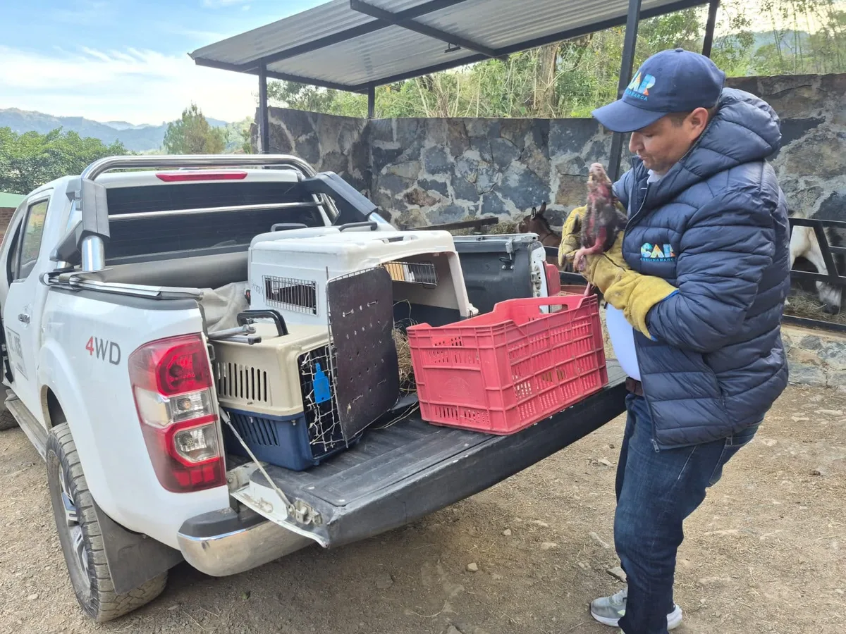Incendios forestales en Cundinamarca ha afectado también a los animales: un mono nocturno lucha por recuperarse confirmó la CAR