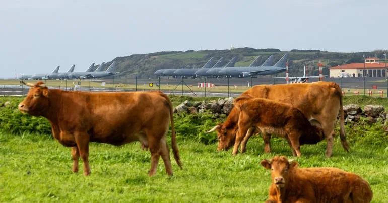 UE audita Portugal sobre saúde animal e vegetal em 2027