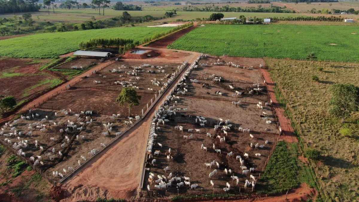 Protocolo sanitário pode reduzir em R$ 100 o custo por animal confinado