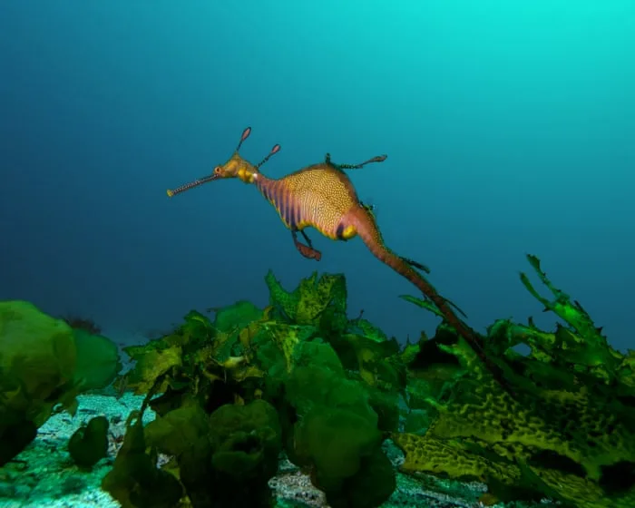 Australia’s marine parks protect ‘places no one goes’ rather than fragile coastal zones, scientists say