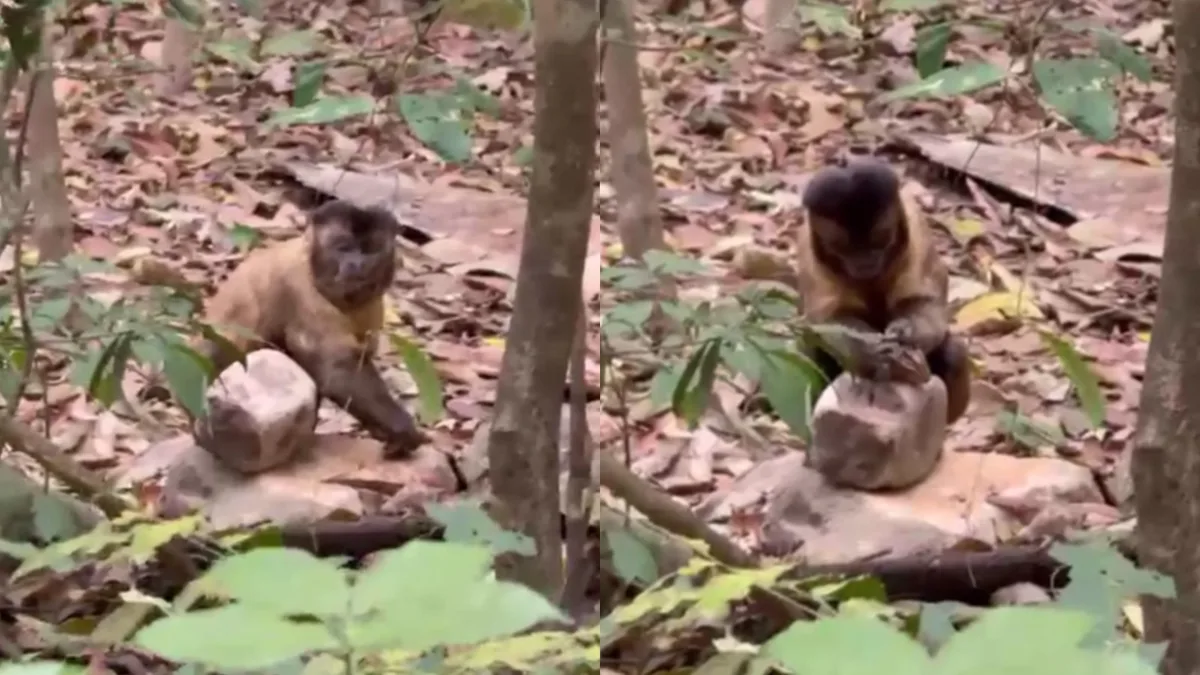 Vídeo: macaco usa pedra para quebrar coco de babaçu e se alimentar de larva no Ceará