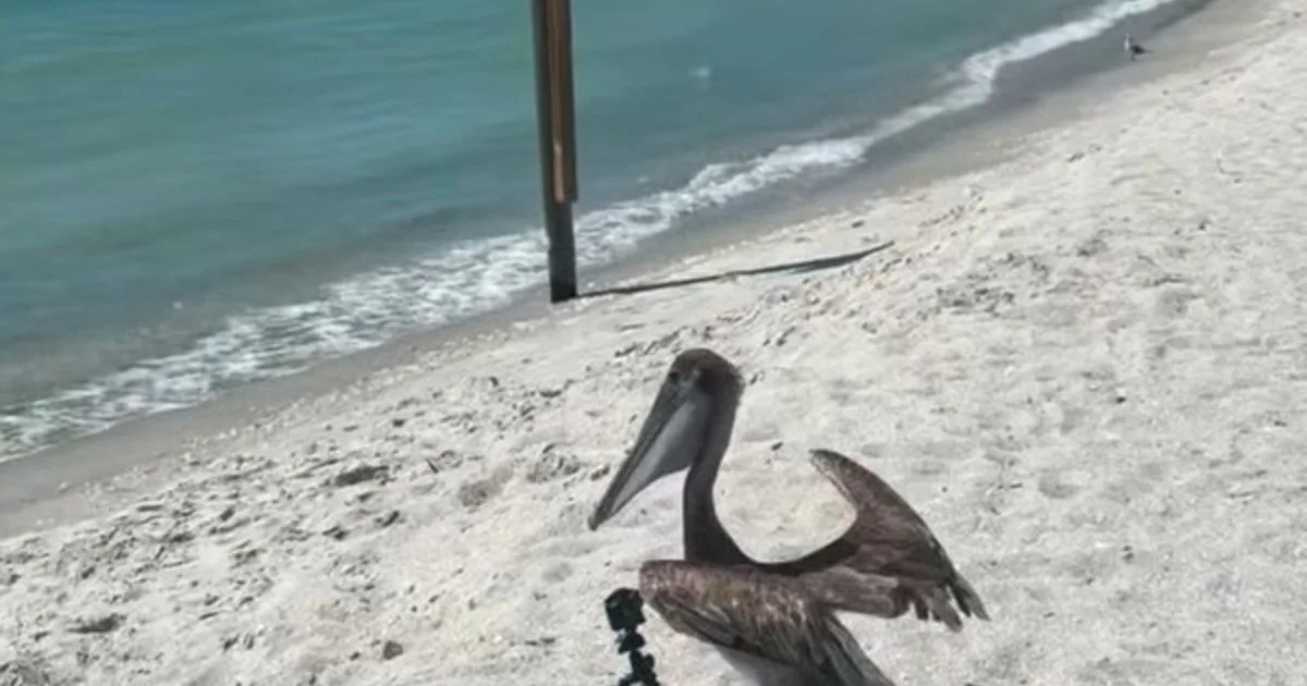 Un pelícano que sufrió múltiples lesiones a causa de anzuelos de pesca volvió a volar en libertad tras cuatro meses de cuidados especializados: "Nos alegró mucho ayudar a este pelícano a recuperarse por completo, a pesar del pronóstico adverso"