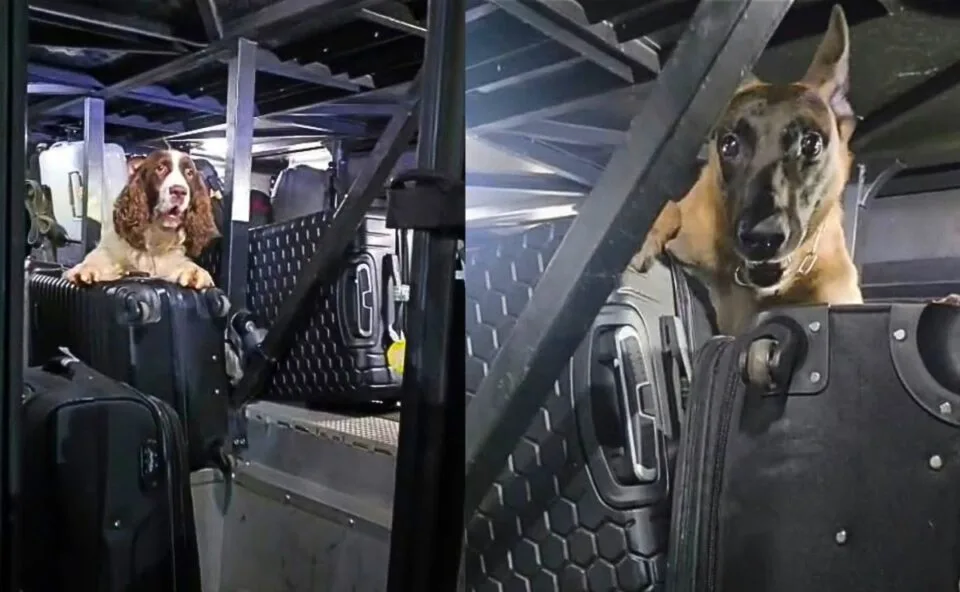 Vídeo! Cães “deduram” malas suspeitas e dois passageiros são presos com 40 quilos de maconha em ônibus no Paraná