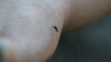 Les moustiques sont-ils plus nombreux que d'habitude en cette fin d'été ?