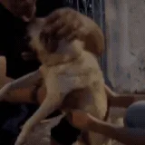 Mulher é presa por maus-tratos a pug resgatado em estado crítico em Aquidauana