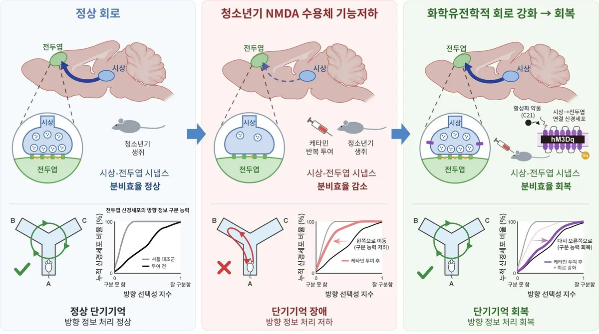 조현병 기억장애 단서 찾았다…뇌 연결 강화하니 기억 회복