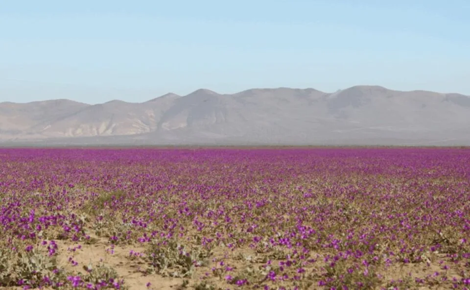 El Niño: Deserto do Atacama fica coberto de flores após chuvas intensas; veja fotos