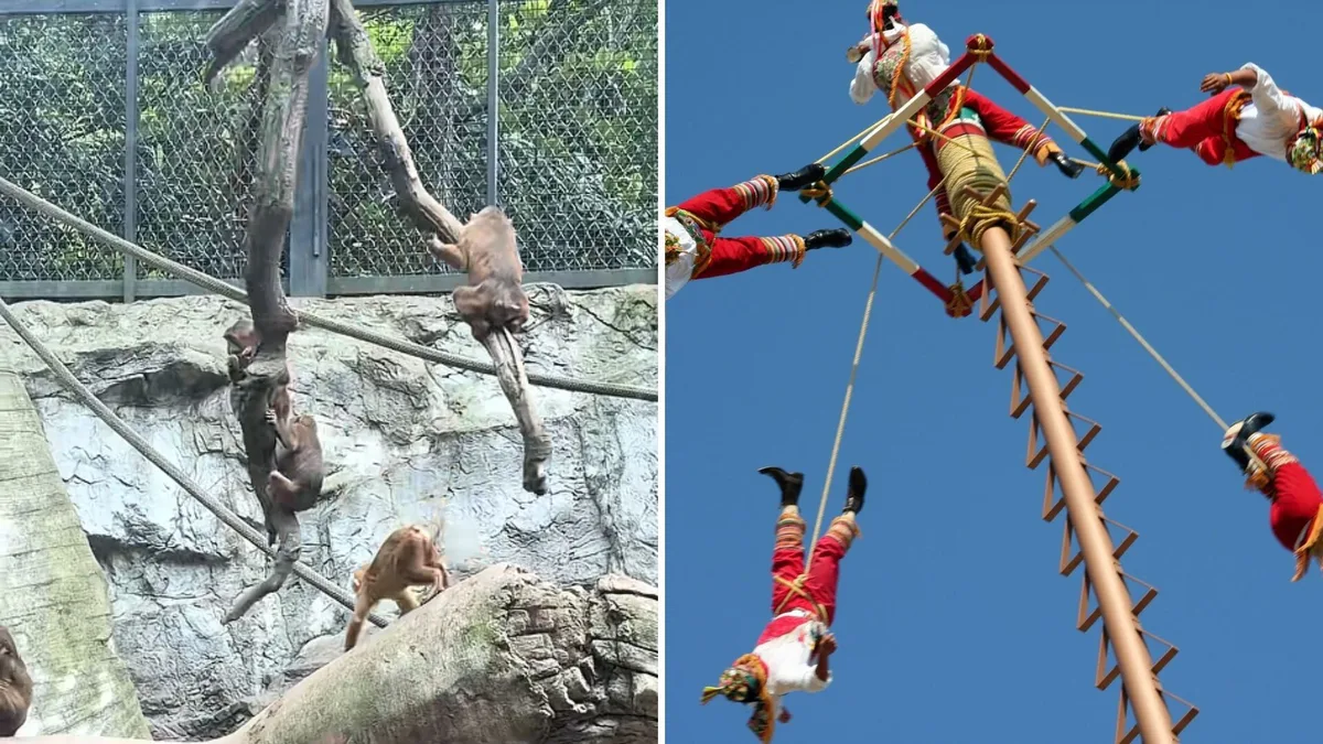 Monos del Zoológico de Chapultepec sorprenden al “imitar” a los Voladores de Papantla: video conquista las redes