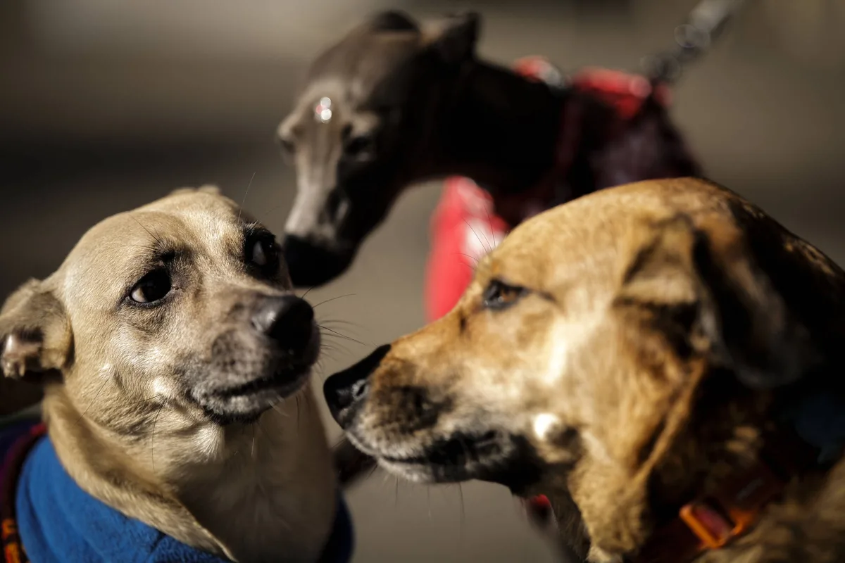 Câmara aprova cassar CNH de quem usar carro para abandonar animais na rua