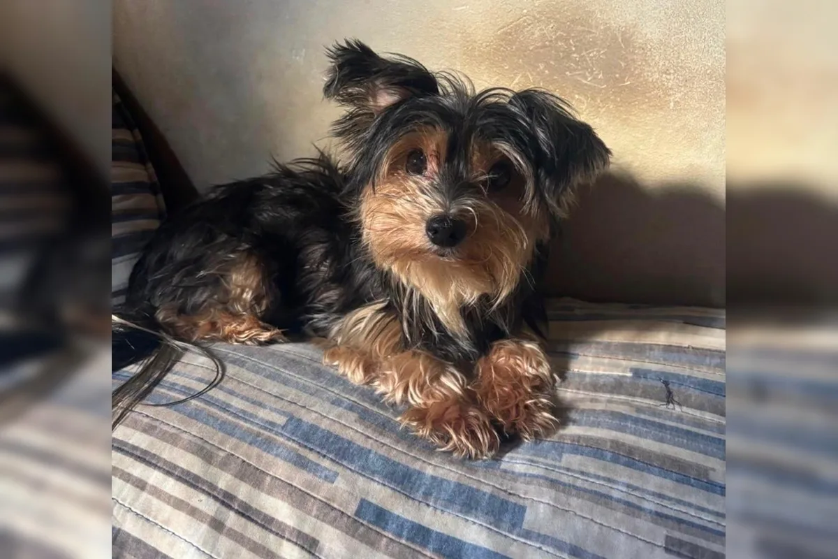 Família busca por cachorrinha desaparecida há quase 60 dias no DF