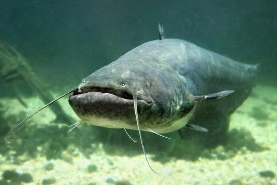 Un pescador alemán introdujo miles de crías de siluro en el Ebro en 1974: 50 años después, el ‘titán de las aguas dulces’ es un gran enemigo de las ríos españoles