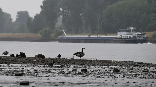 Extremes Niedrigwasser: Es regnet, aber Pegelstand des Rheins sinkt noch