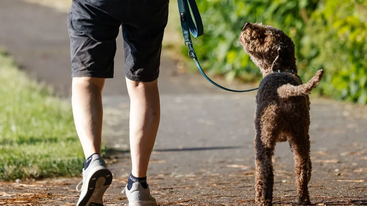 Analyse: Hundesteuer in Hessen: Große Unterschiede bei den Gebühren