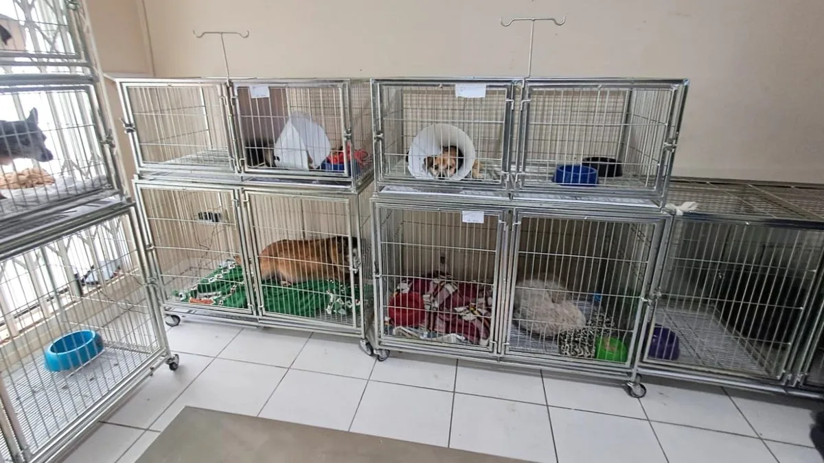 Animais infectados sem isolamento: fiscalização expõe irregularidades em clínica de Joinville