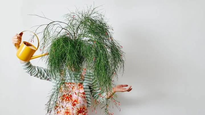 Pourquoi les plantes sont vertes