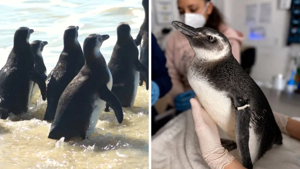 ‘Muitos chegam mortos’: 122 pinguins-de-Magalhães são registrados em cidade com maior alargamento de praia do Brasil
