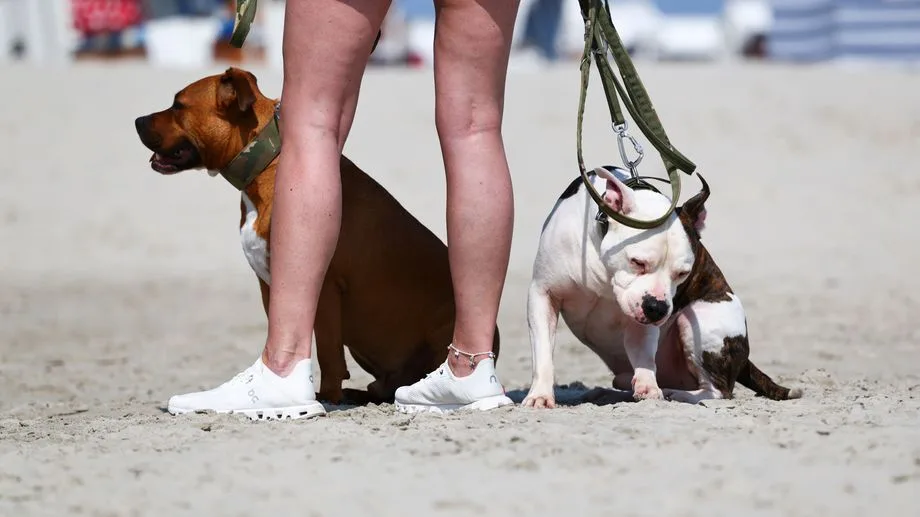 CARTE - Quelles plages sont autorisées aux chiens pendant l'été ?