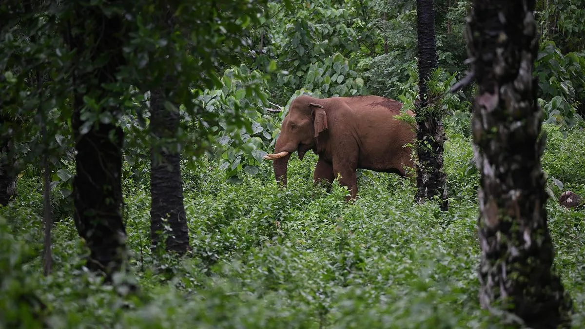Protecting elephants helps safeguard India’s forests as powerful carbon stores: Study