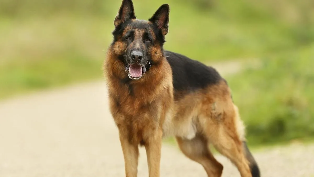 Baldivis man to face court on animal cruelty charges after shocking treatment of German Shepherd