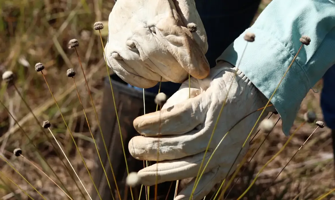 Plantas dadas como extintas há 30 anos são redescobertas no Brasil