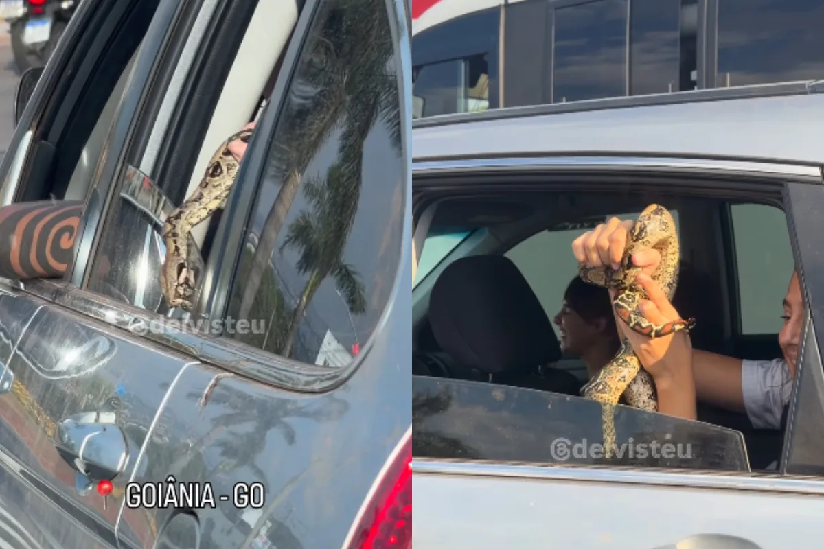 Jiboia é flagrada “passeando” de carro durante trânsito em Goiânia