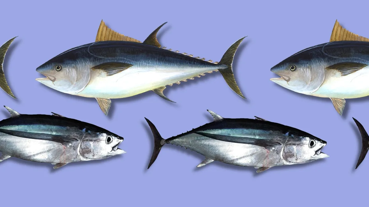 Cuáles son las diferencias entre el atún y el bonito: temporada de pesca, propiedades nutricionales, sabor...