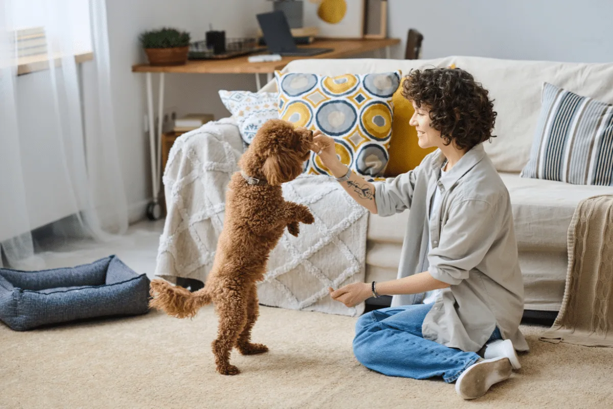 Como se tornar pet sitter? 10 dicas para começar a trabalhar cuidando de animais