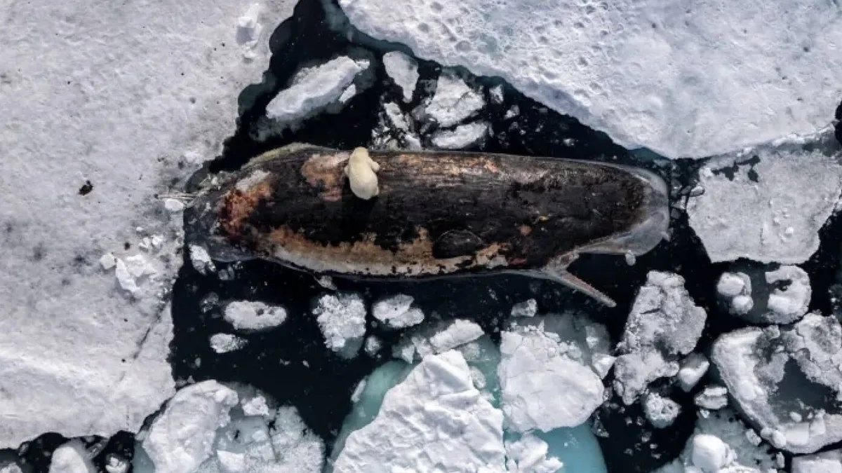 Un dron sobrevuela el lugar en el que está prohibido morir y fotografía a una osa polar devorando una presa 100 veces más grande que ella