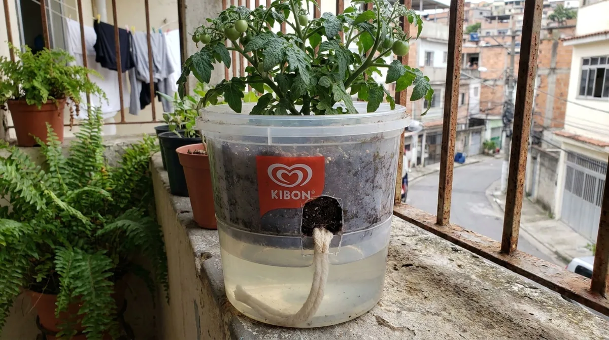Como transformei potes de sorvete em jardineiras autoirrigáveis com aparência de vasos sofisticados